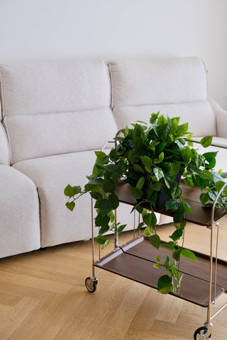 365 Blooming Decor Pothos Ivy stays vibrant without watering.
