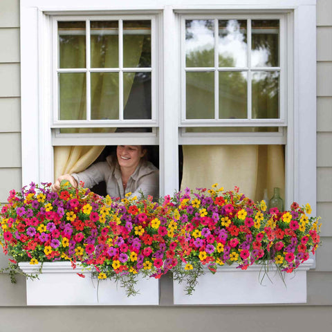 ADXORA UV resistant outdoor flowers stay vivid without daily care.