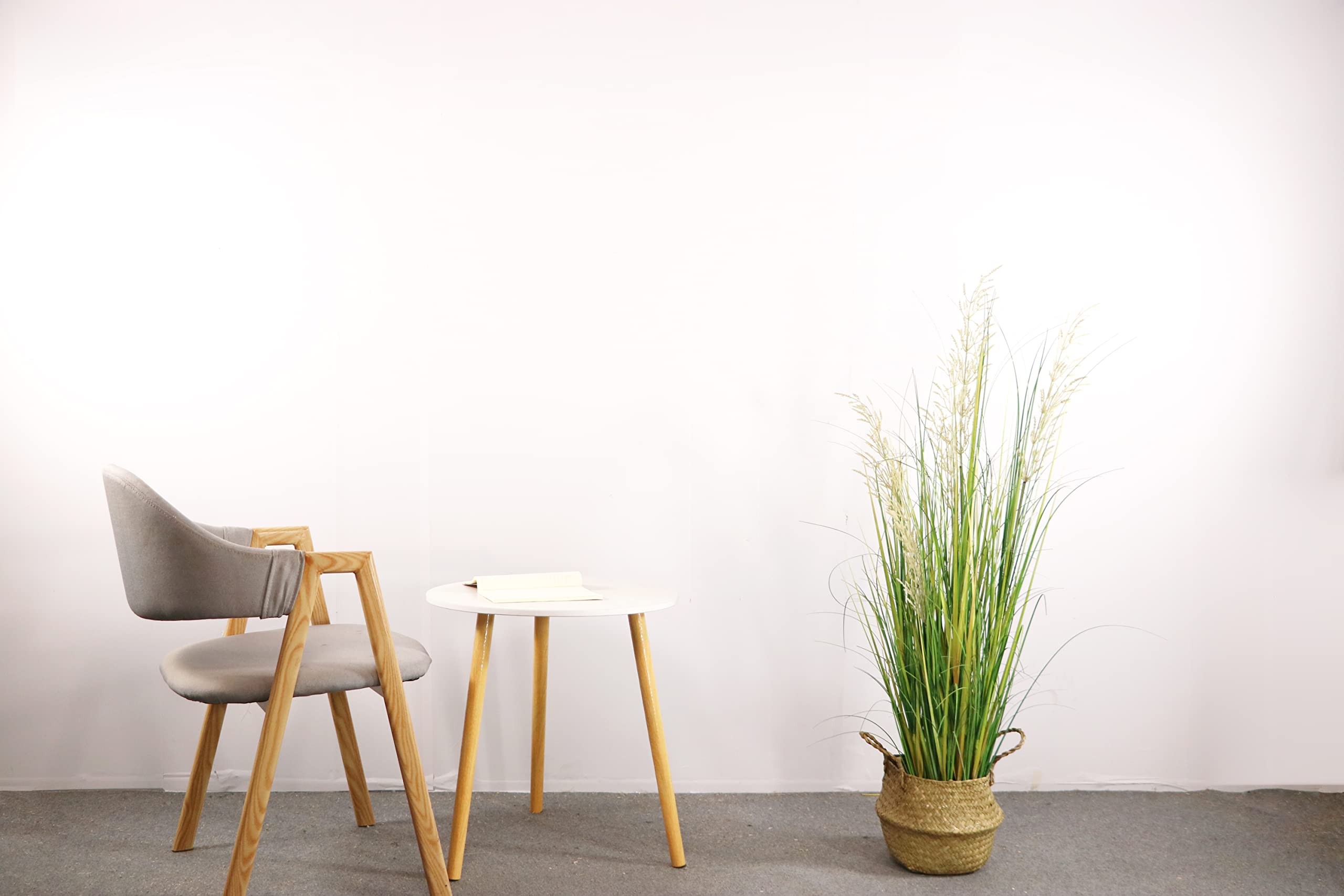 AfanD plant in a black plastic pot with a sturdy base for indoor display.