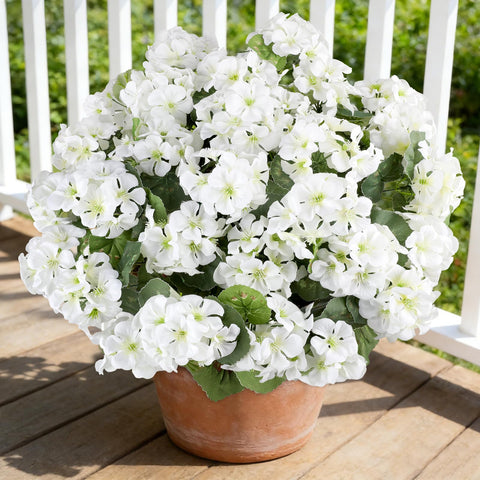 AGIRL white geranium bundle assembly for lush outdoor decor.
