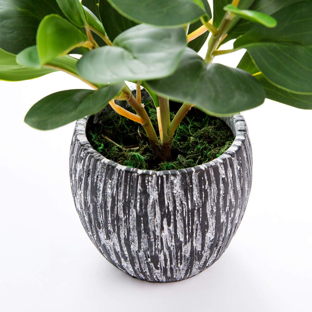 AlphaAcc fiddle leaf fig plant full view ideal for elegant indoor greenery