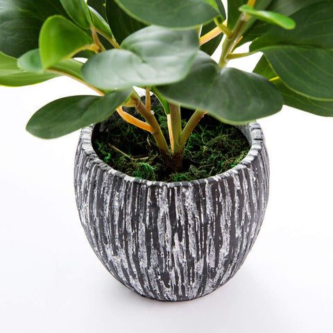 AlphaAcc fiddle leaf fig plant full view ideal for elegant indoor greenery