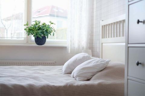 AlphaAcc thoughtful housewarming gift greenery that brightens any space