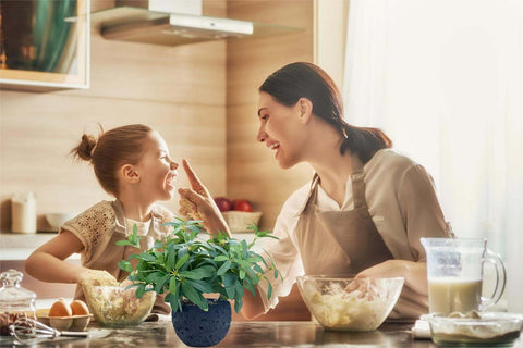 AlphaAcc olive plant enhances living rooms, kitchens, and bedrooms