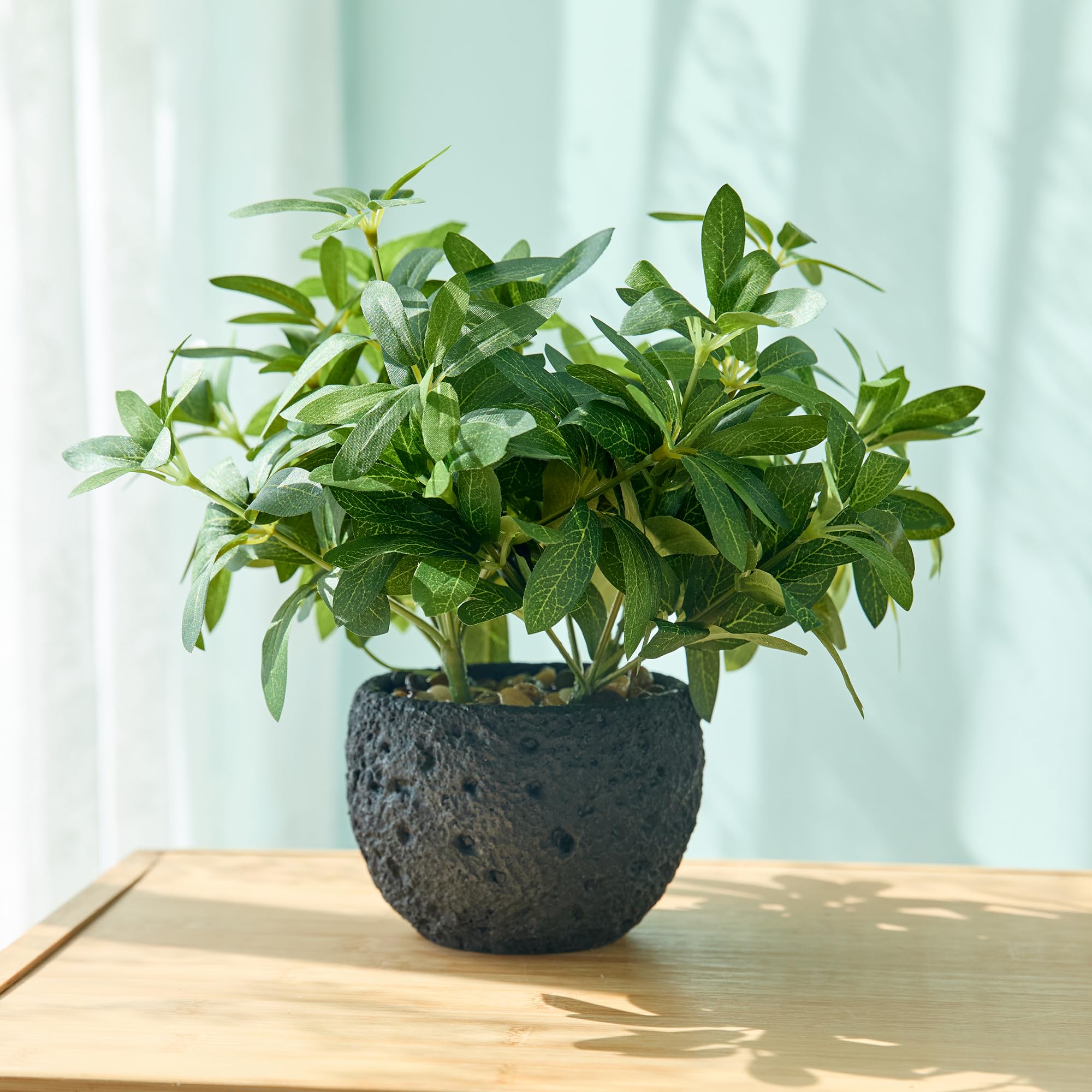 AlphaAcc 9.5-inch olive plant brings a vibrant focal point to desks