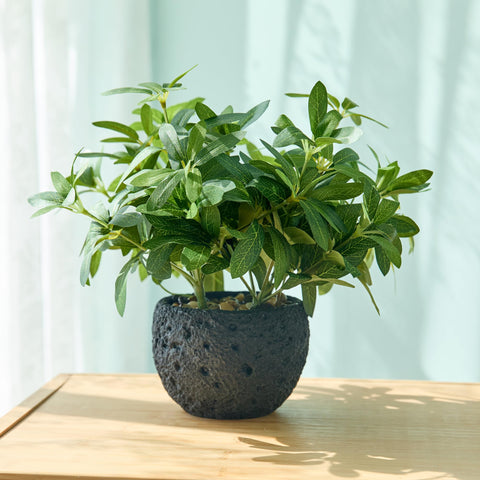 AlphaAcc 9.5-inch olive plant brings a vibrant focal point to desks