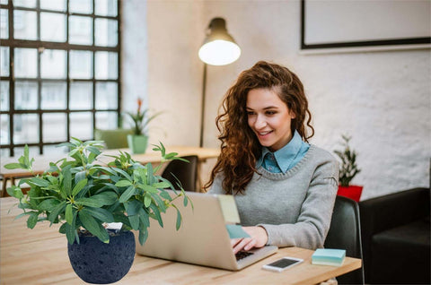 AlphaAcc textured cement round planter provides durable, stylish housing