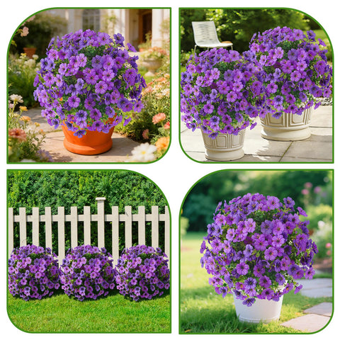 Alupssuc versatile decor for indoors and outdoors.