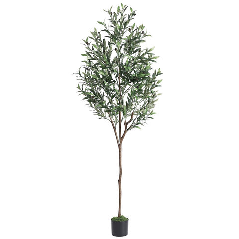 Alupssuc olive tree maintenance-free, dust with a damp cloth