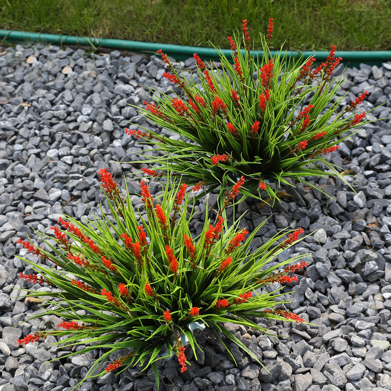 Alyptus red flowers bundle arranged in a sunlit garden bed