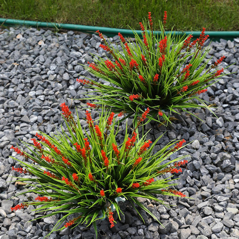 Alyptus red flowers bundle arranged in a sunlit garden bed