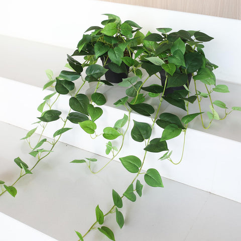 Ideal for bathrooms or offices needing greenery without mess.