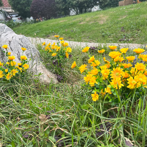 Alyptus eight bundles enhance seasonal decor with low maintenance