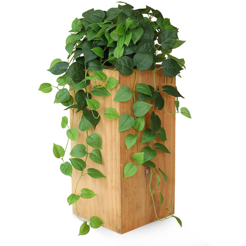 Alyptus pothos vines close-up shows realistic silk leaves and vibrant color.