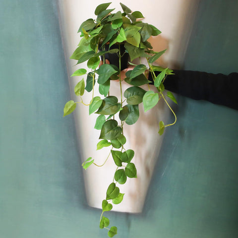 Two-potted set enhances modern or boho interiors with natural-looking ivy.