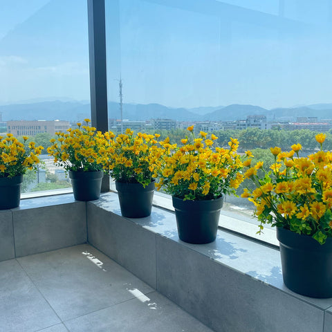 Alyptus indoor friendly blooms for windowsills and tables
