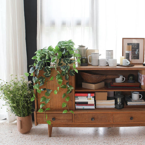 Alyptus pothos in bathroom setting suits low-light spaces