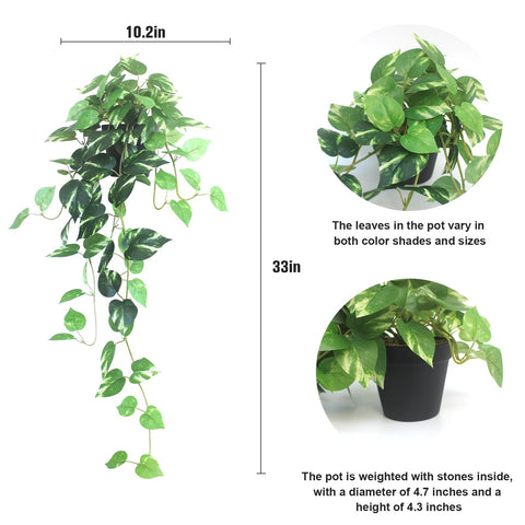 Alyptus pothos hanging plants in living room create natural ambience