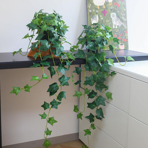 Alyptus ready-to-display ivy pair enhancing desk and shelf spaces