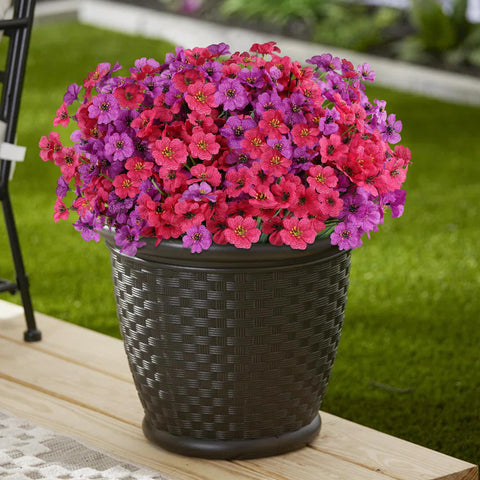 AmberFun zero-maintenance blooms for a timeless display without watering or pruning.