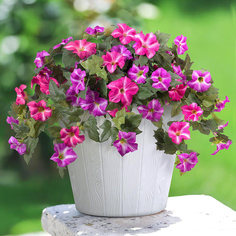Ammyoo UV-stable petunias withstand sun for year-round décor.