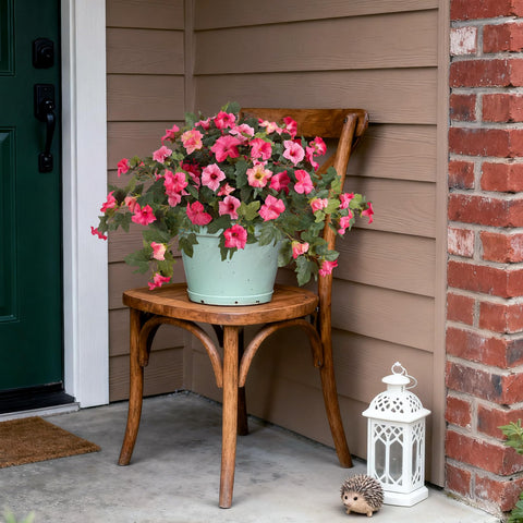 Ammyoo Petunia UV-resistant petals resist fading in sunlit spaces.