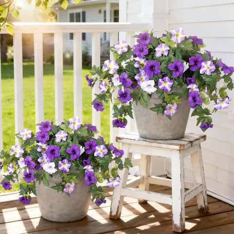 Ammyoo petunias outdoor bundle in full bloom enhances curb appeal.