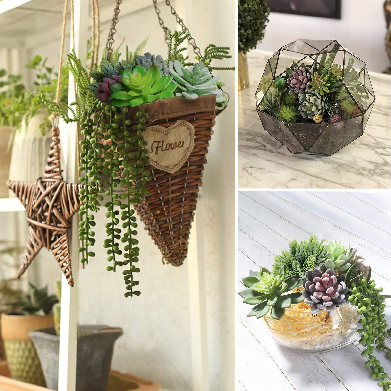 Anoak succulents for terrariums and mini landscapes, easy to style.