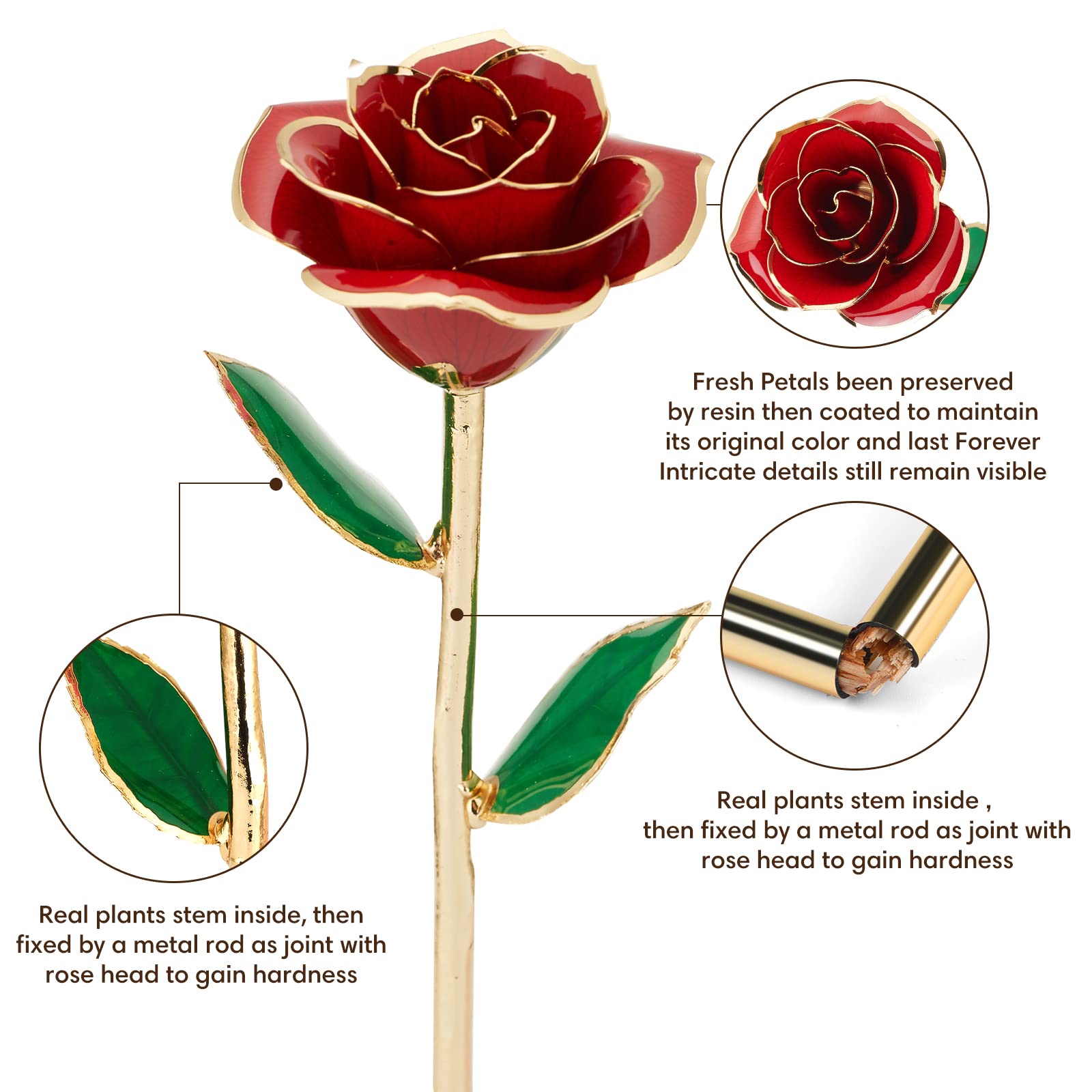 Anthonic rose in clear holder for elegant home display.