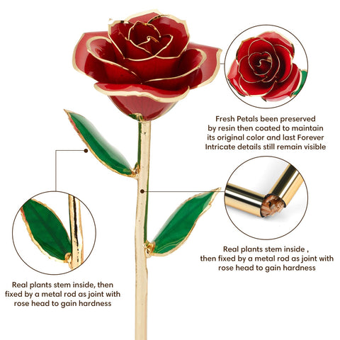 Anthonic rose in clear holder for elegant home display.