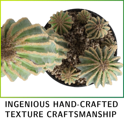 AntHousePlant realistic potted cactus with cobblestone base detail
