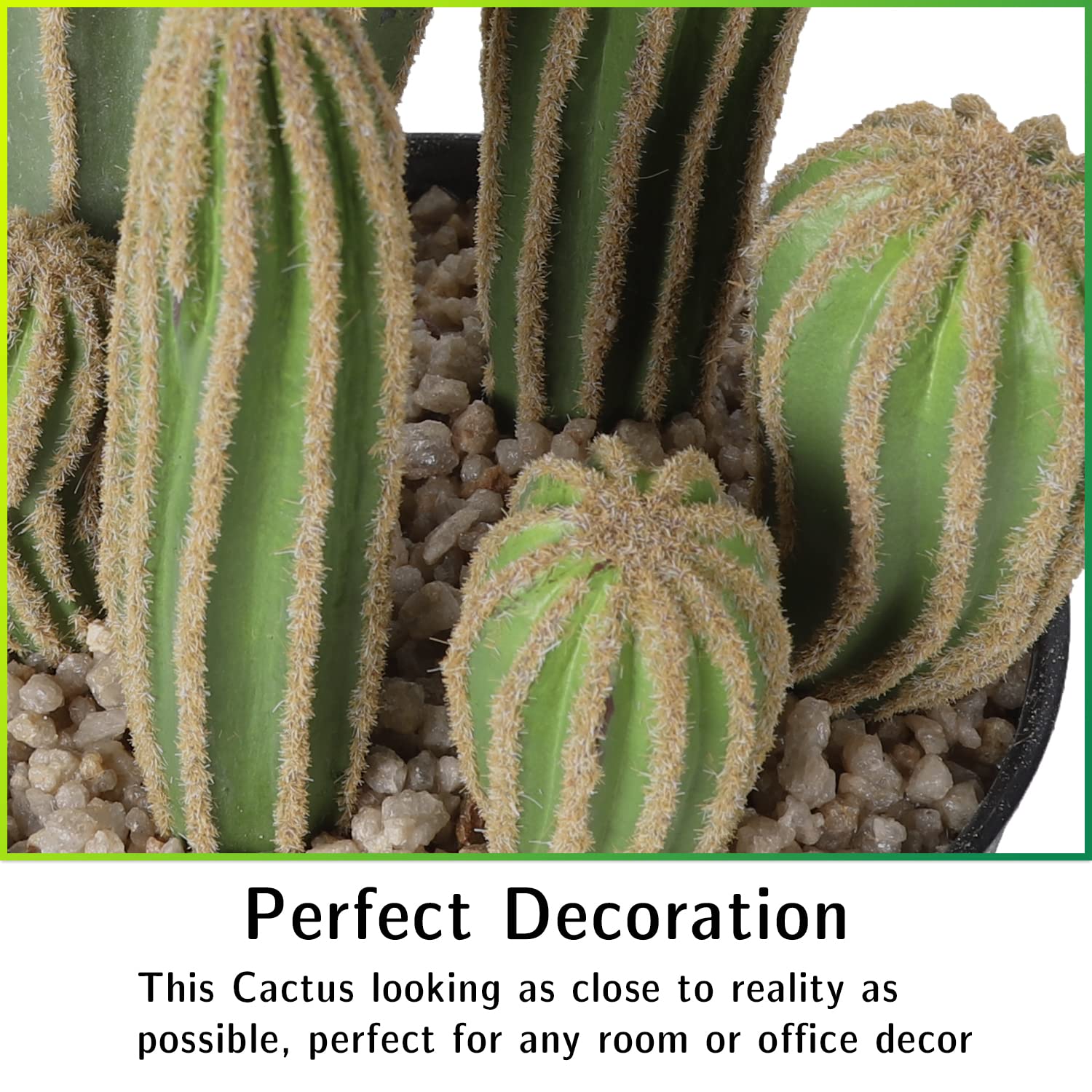 AntHousePlant cactus close-up texture highlights realistic foliage for convincing decor.