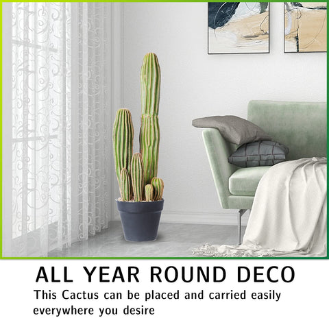AntHousePlant durable indoor-outdoor cactus for high-traffic spaces