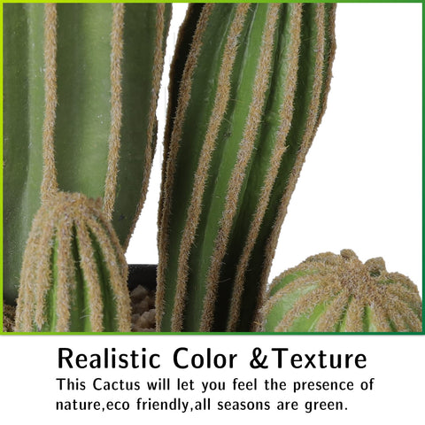 AntHousePlant cactus adds greenery to living rooms and cafes without watering.