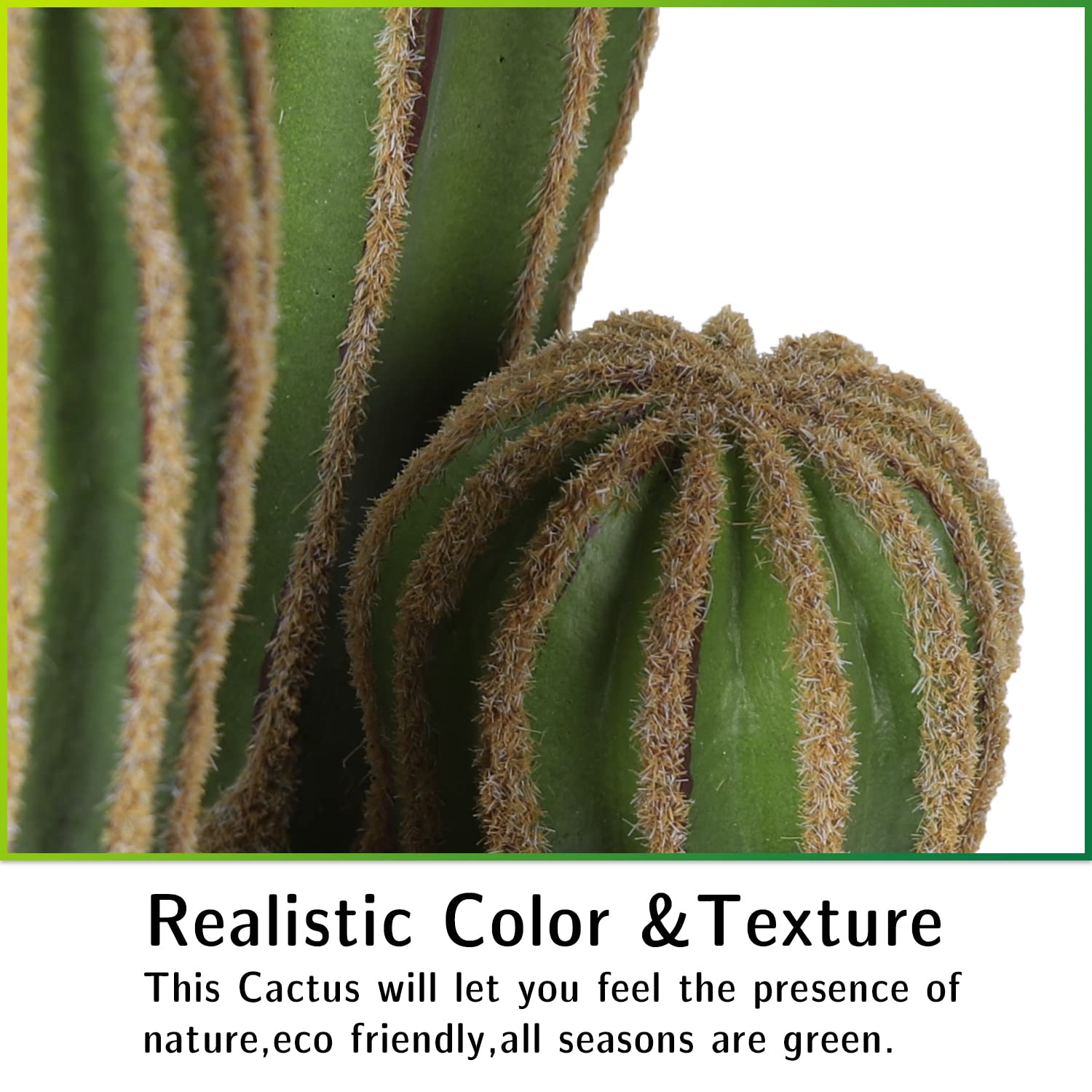 AntHousePlant maintenance-free cactus suitable for homes and businesses