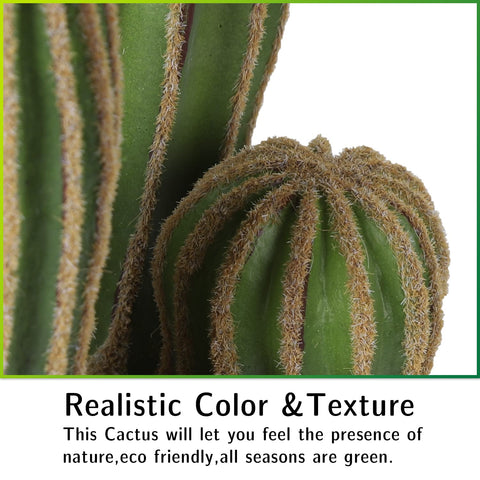AntHousePlant maintenance-free cactus suitable for homes and businesses