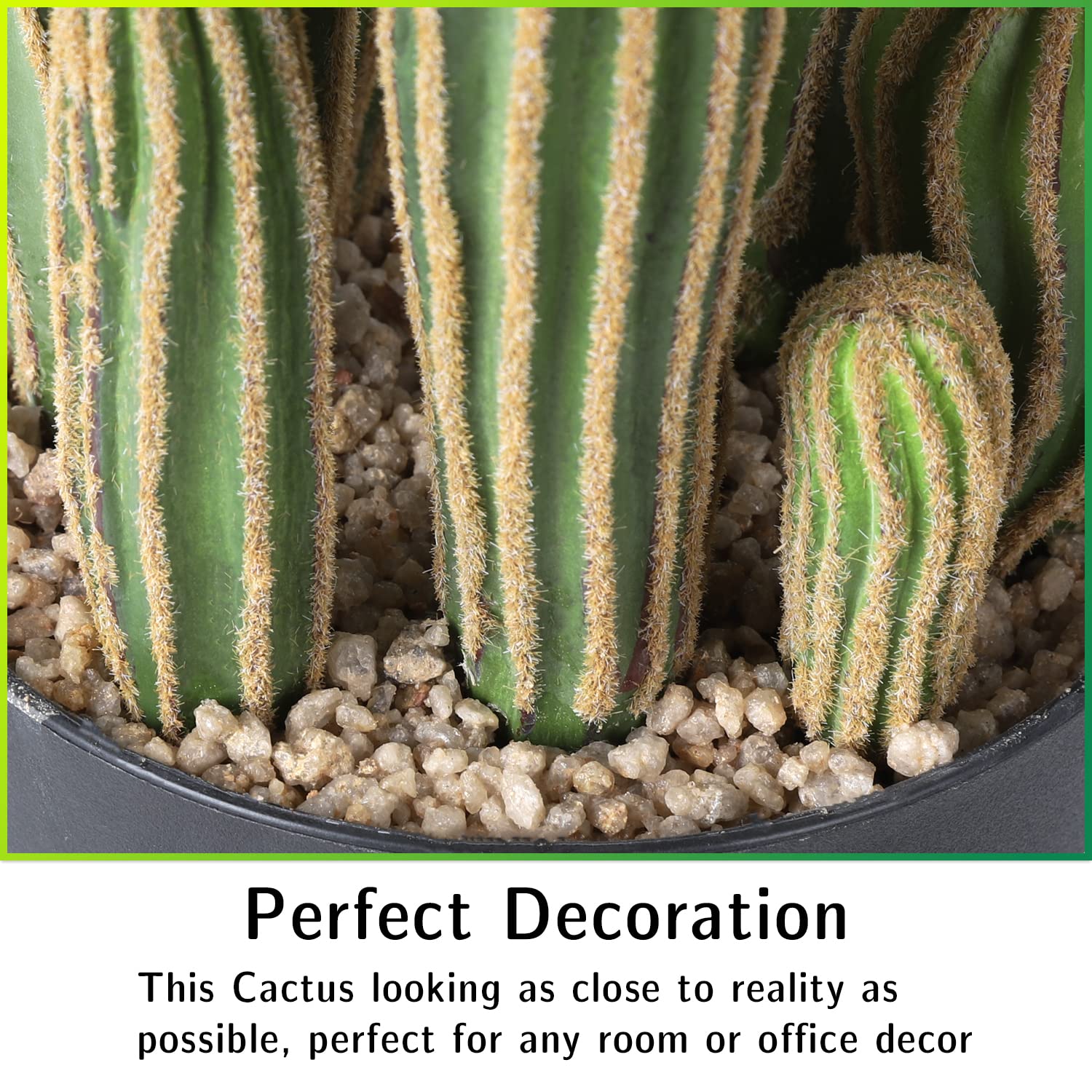 AntHousePlant large 24-inch cactus displayed in an office setting