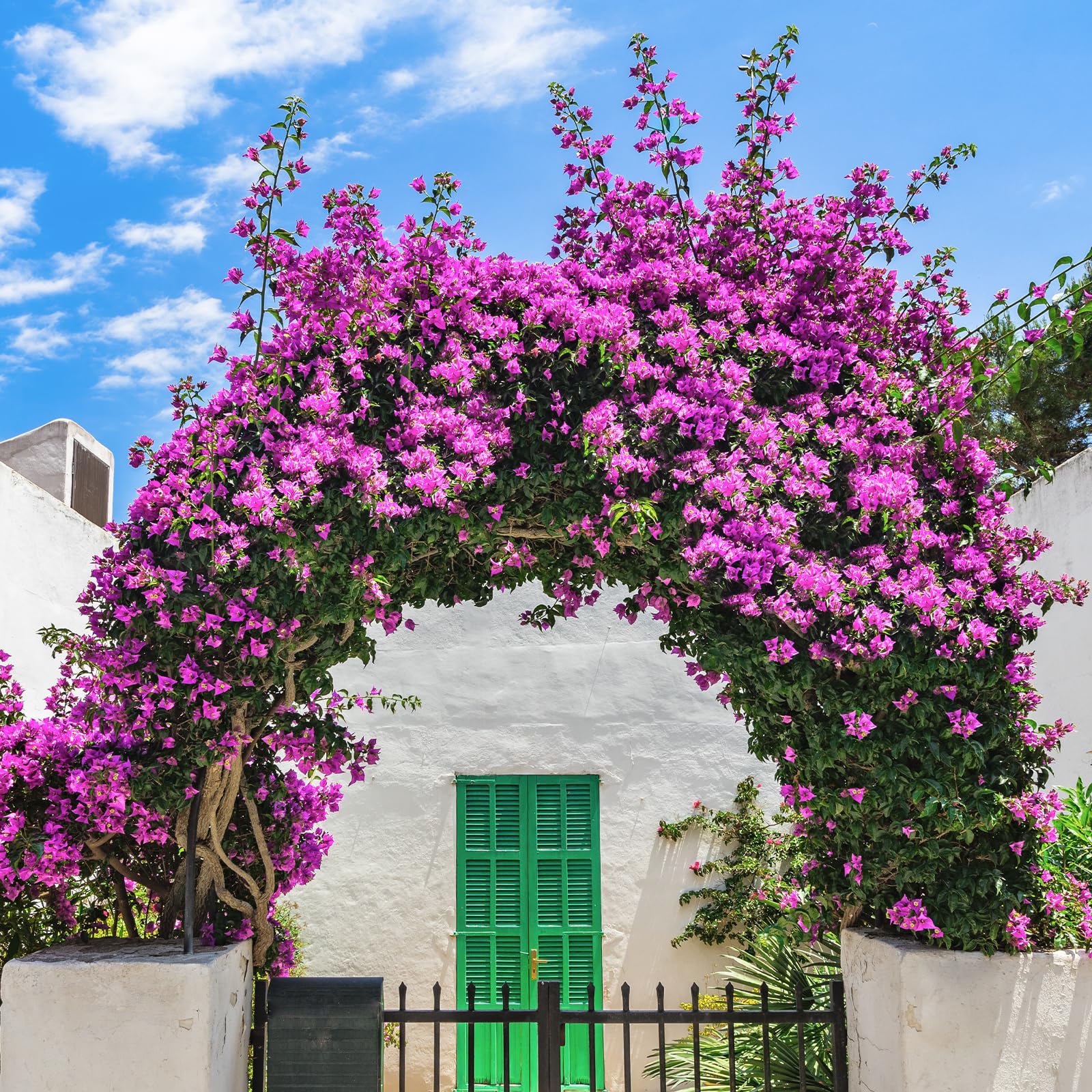Apeair Bougainvillea used in wedding decor for vibrant color accents.