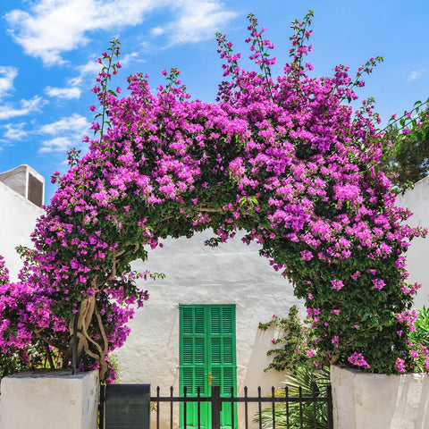 Apeair Bougainvillea used in wedding decor for vibrant color accents.