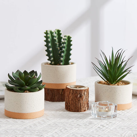 Astridia gift-pack succulent set makes a thoughtful housewarming or celebratory surprise.