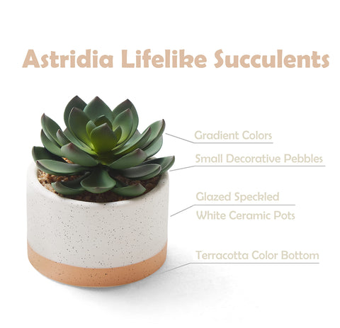 Astridia modern ceramic pot succulent decor for living room creates a fresh, inviting ambiance.