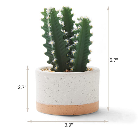 Astridia succulent in white ceramic pot adds subtle greenery to office spaces.