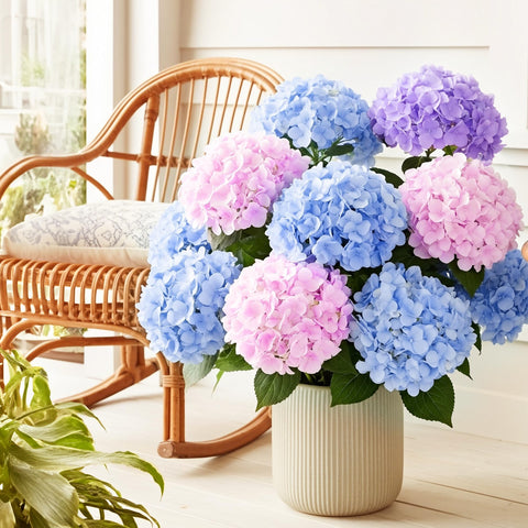 Auihiay mixed-color hydrangea for outdoor weddings and events