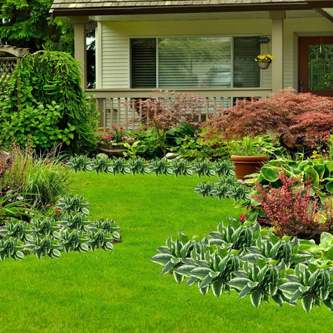 Sun-exposed AUMVEYI hosta leaves show UV-rated color retention.