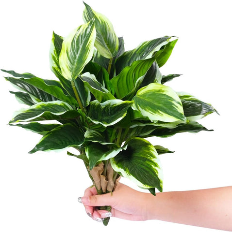 AUMVEYI hosta plants on indoor table for fresh greenery.