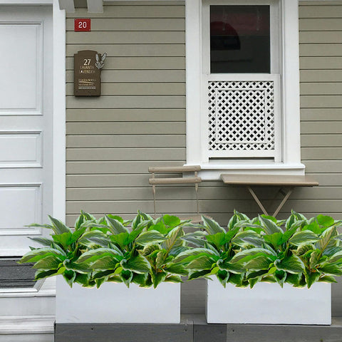 AUMVEYI hosta plants in a sunlit patio scene with weather resistance.