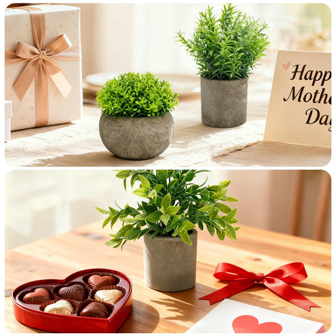 AUUGUU cement pot arrangement on a coffee table brings subtle natural charm