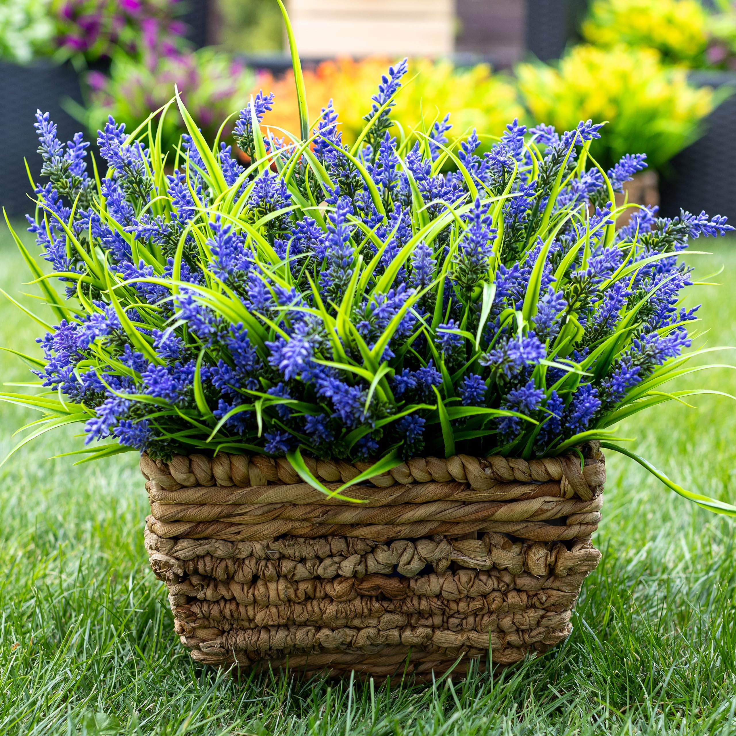 AXYLEX lavender bundles transform garden entrances with evergreen appeal