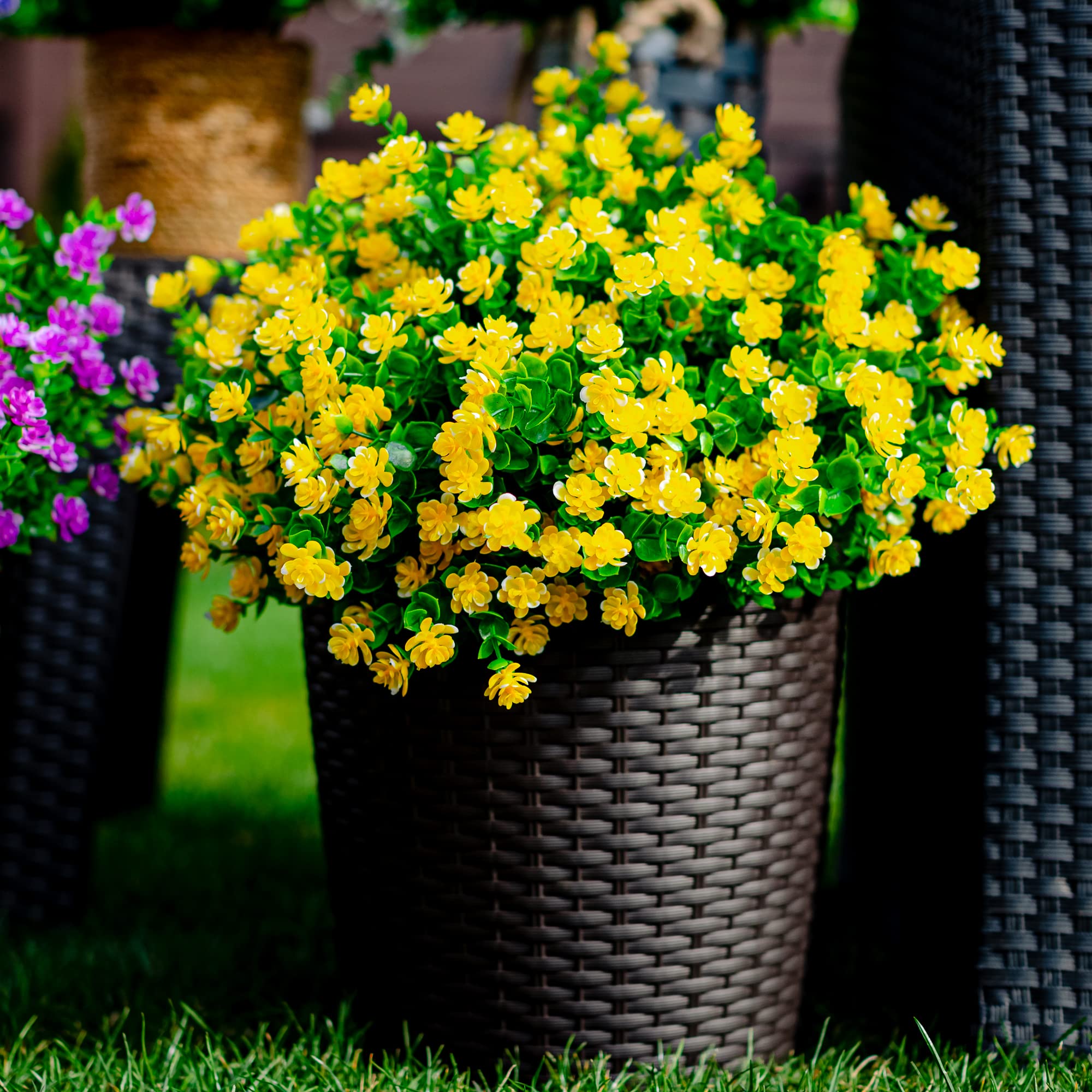 AXYLEX sun-resistant garden shrub for durable outdoor look.