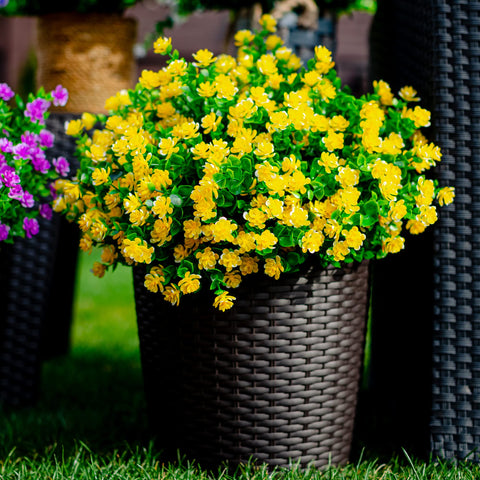 AXYLEX sun-resistant garden shrub for durable outdoor look.